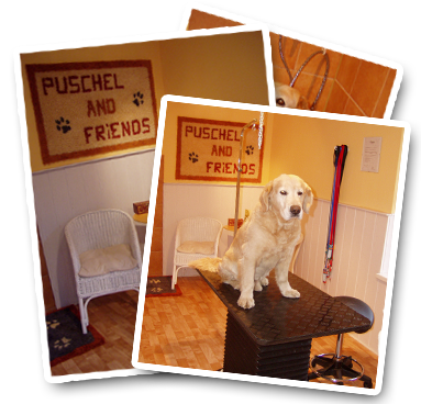 Hundesalon Puschel & Friends in Bad Schwartau - Professionelle Hundepflege und Frisieren